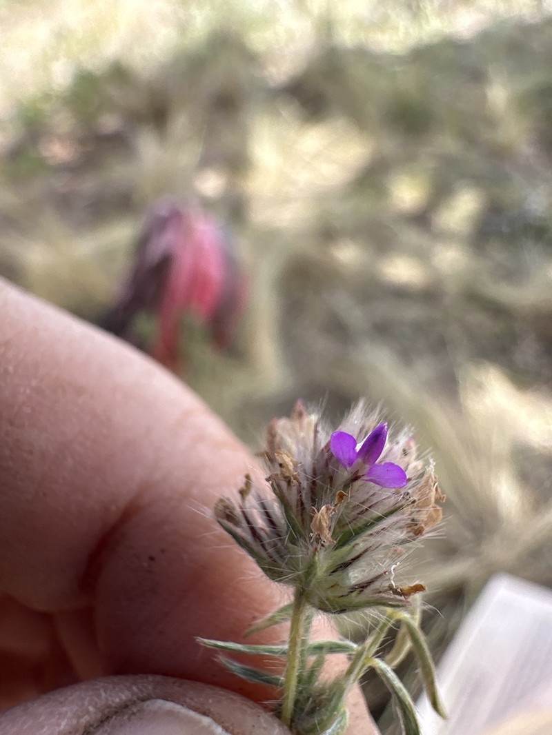 Dalea humilis photo 5