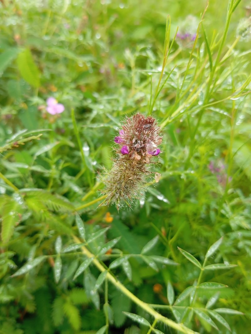 Dalea humilis photo 6