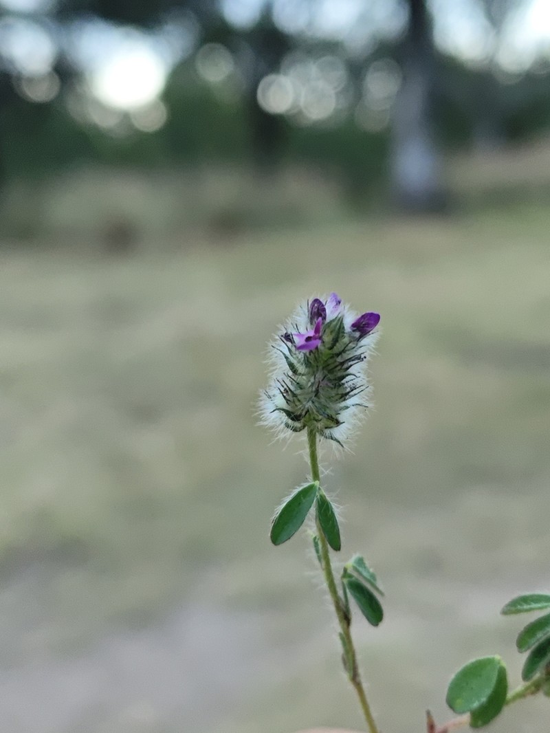 Dalea humilis photo 7