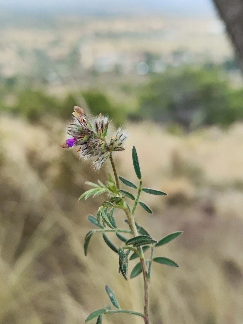 Dalea humilis photo 8