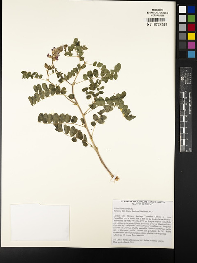 Dalea illustris