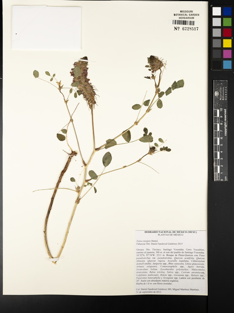 Dalea insignis photo 2