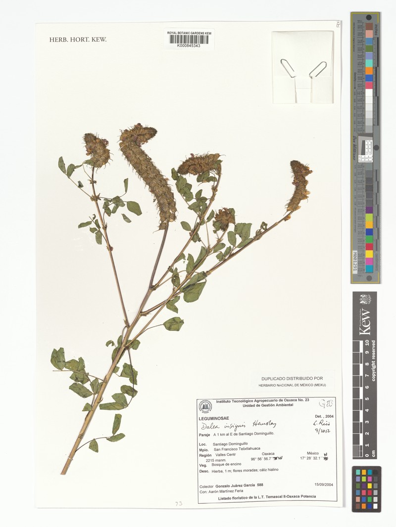Dalea insignis photo 3