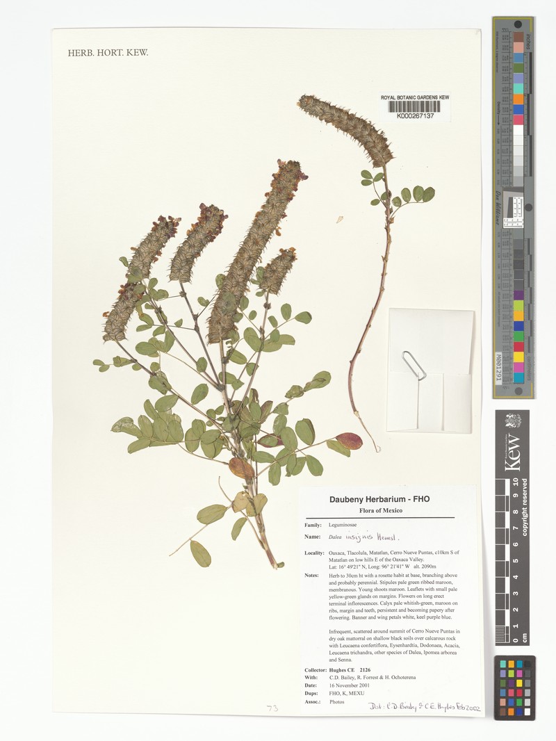 Dalea insignis photo 4