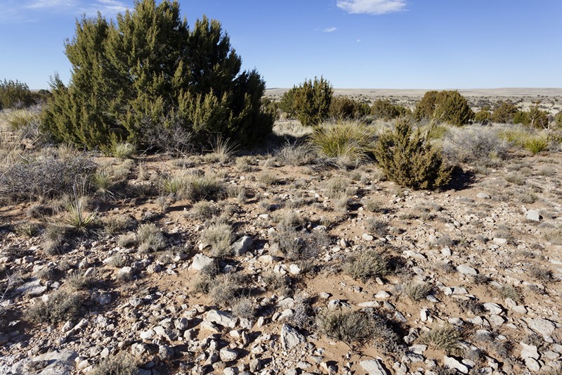 James' Prairie Clover