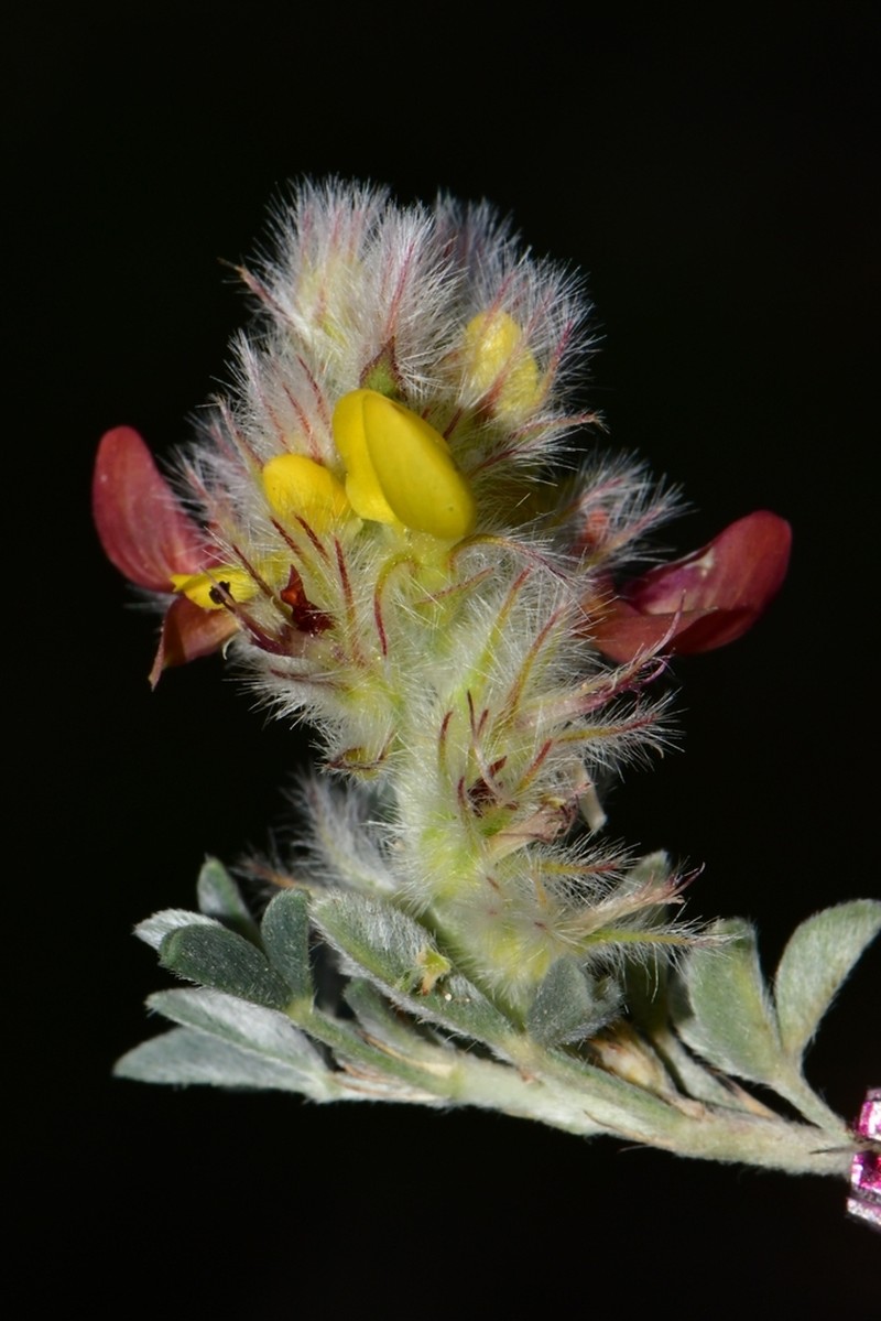 James' Prairie Clover photo 2