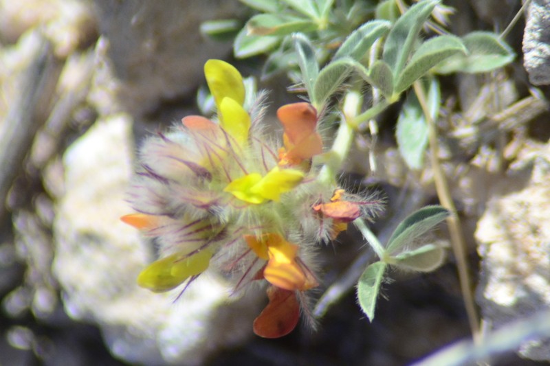 James' Prairie Clover photo 4