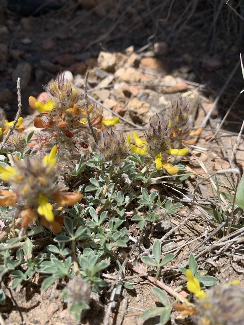 James' Prairie Clover photo 6