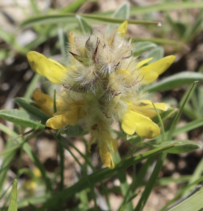James' Prairie Clover photo 7