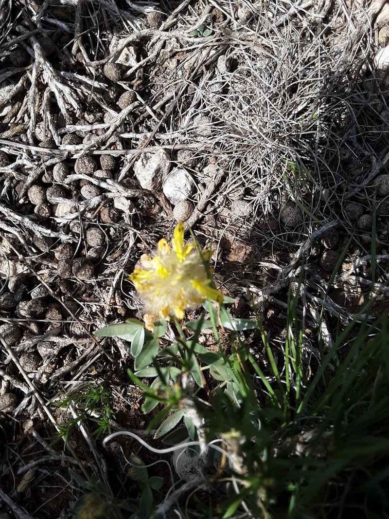 James' Prairie Clover photo 8