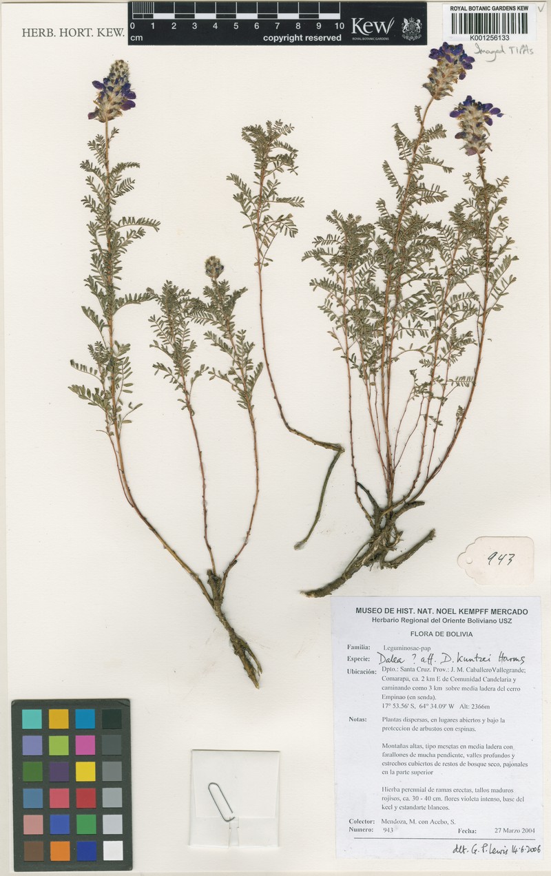 Dalea kuntzei