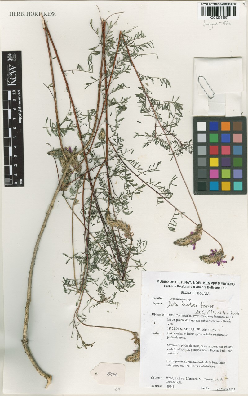 Dalea kuntzei photo 2