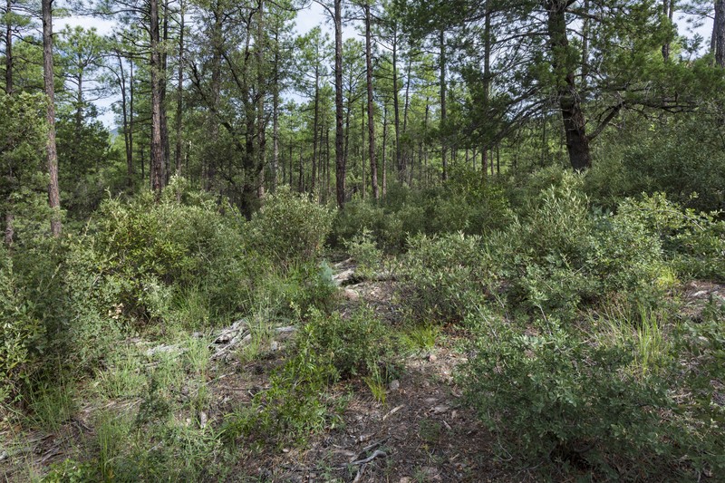 Glandleaf Prairie Clover