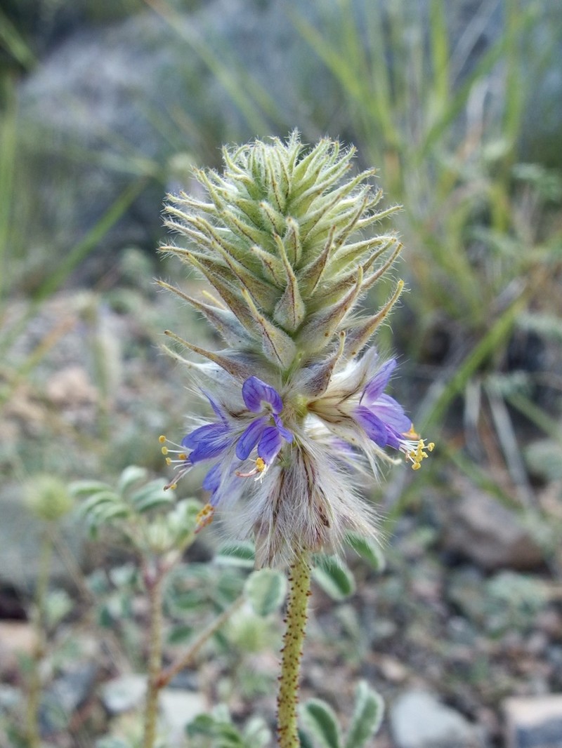 Glandleaf Prairie Clover