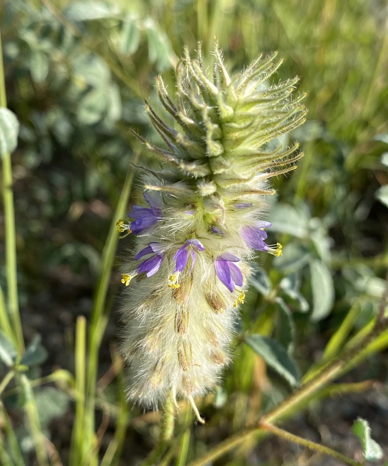 Glandleaf Prairie Clover photo 2