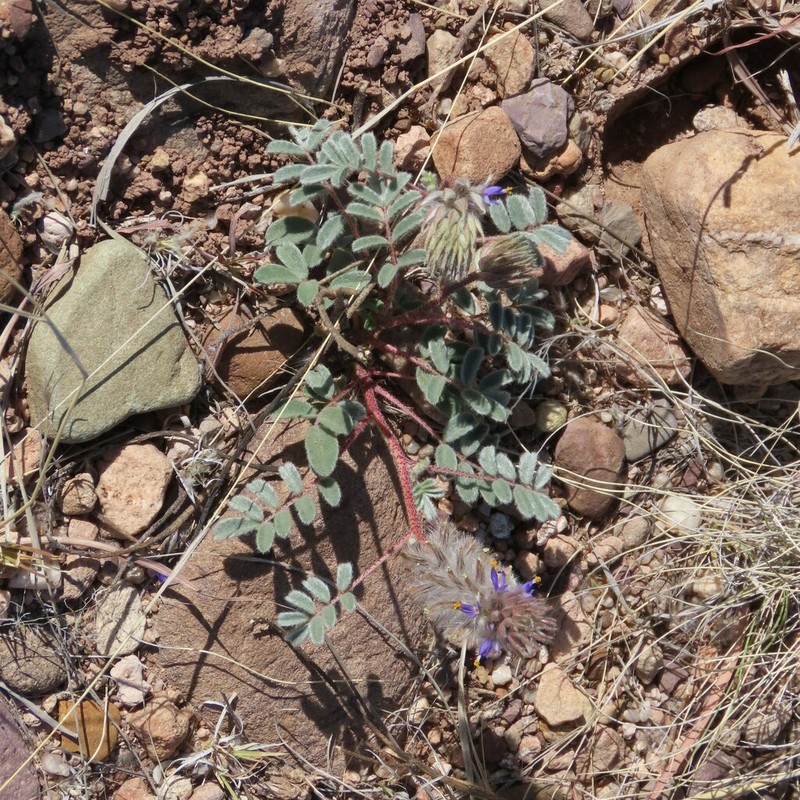 Glandleaf Prairie Clover photo 3