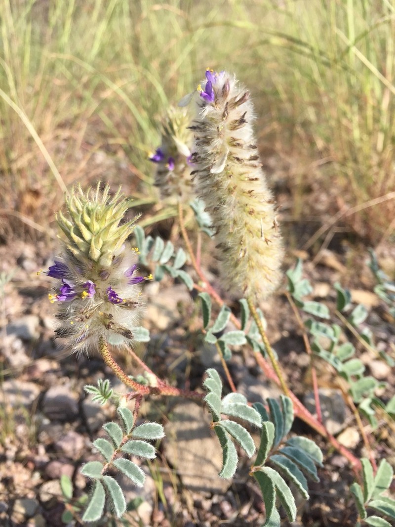 Glandleaf Prairie Clover photo 4