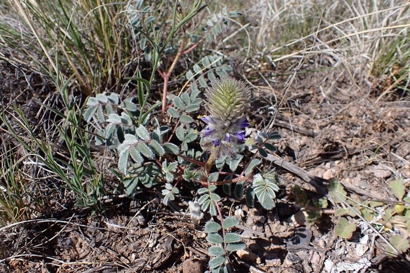 Glandleaf Prairie Clover photo 5
