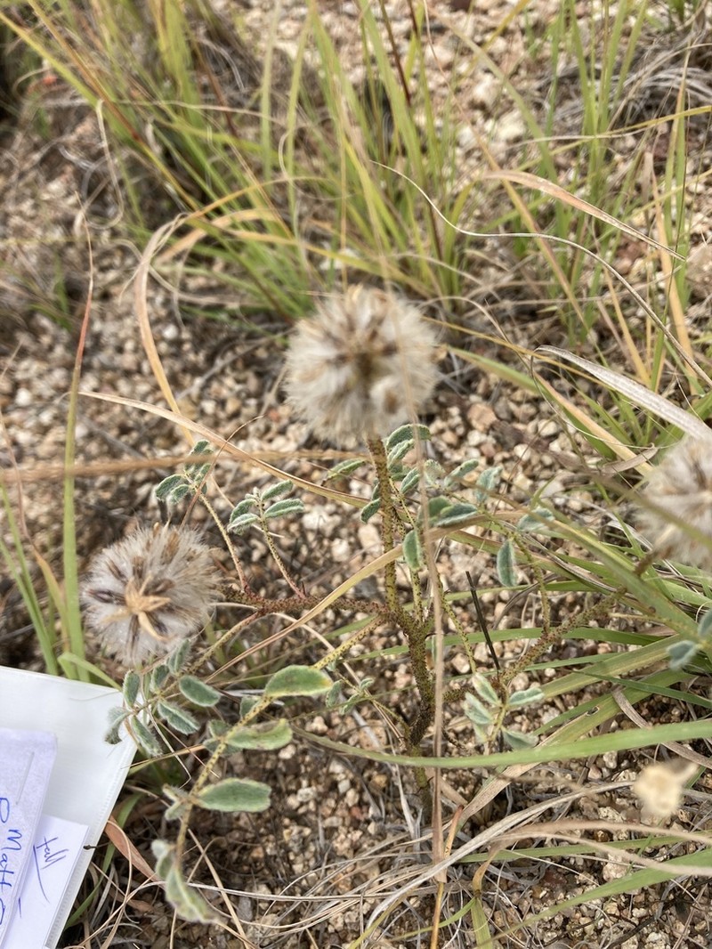 Glandleaf Prairie Clover photo 6
