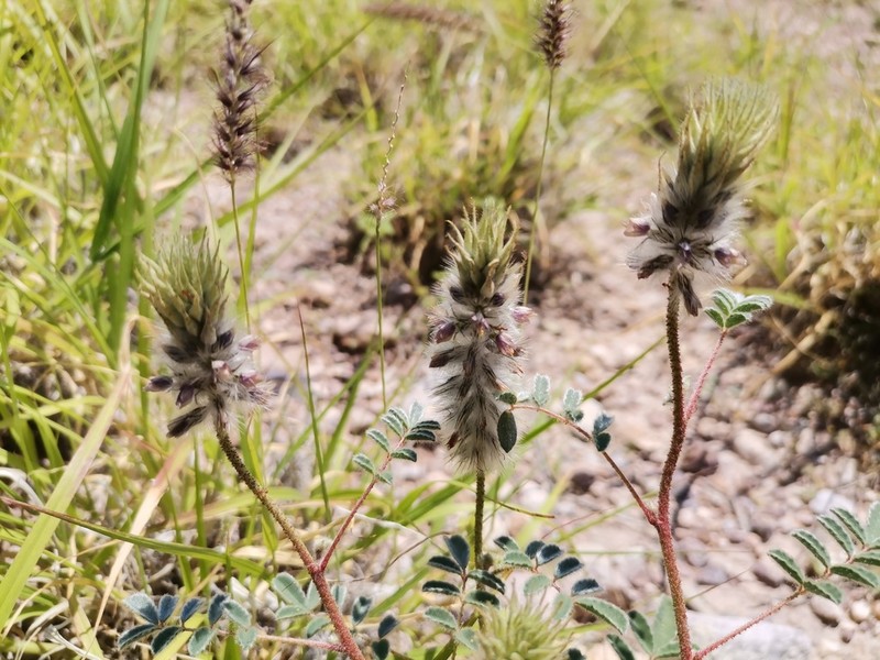 Glandleaf Prairie Clover photo 7