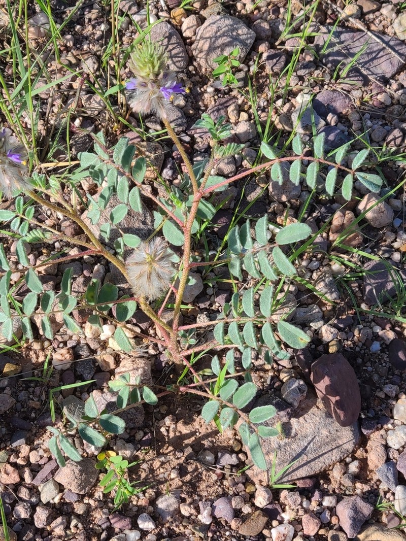 Glandleaf Prairie Clover photo 8