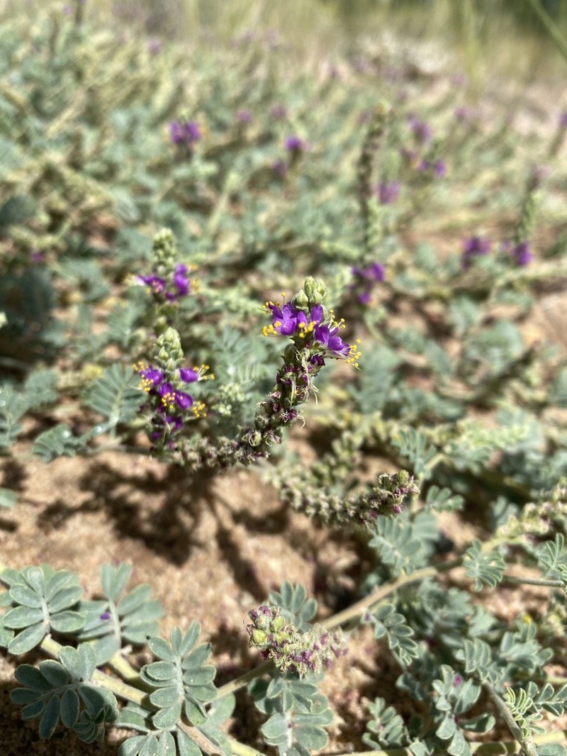 Woolly Prairie Clover photo 2
