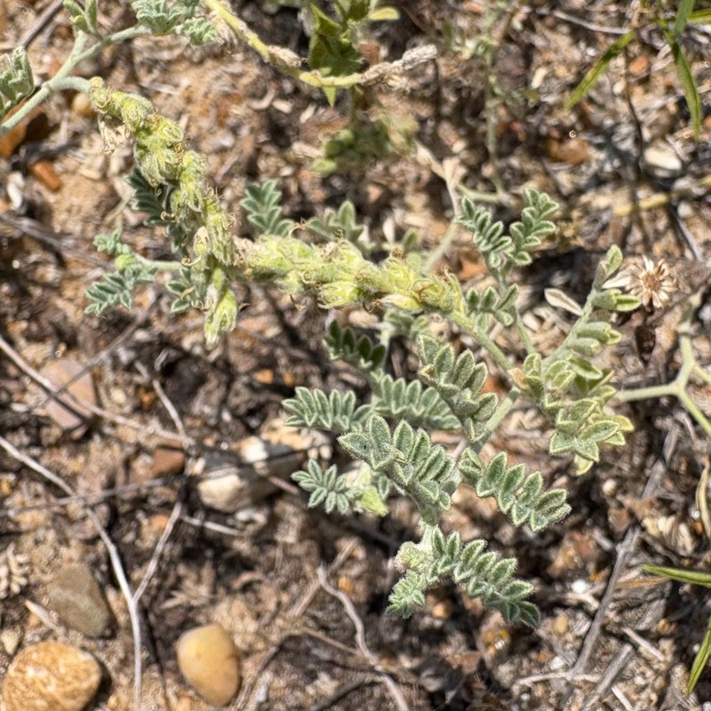 Woolly Prairie Clover photo 3