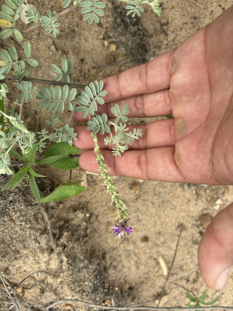Woolly Prairie Clover photo 6