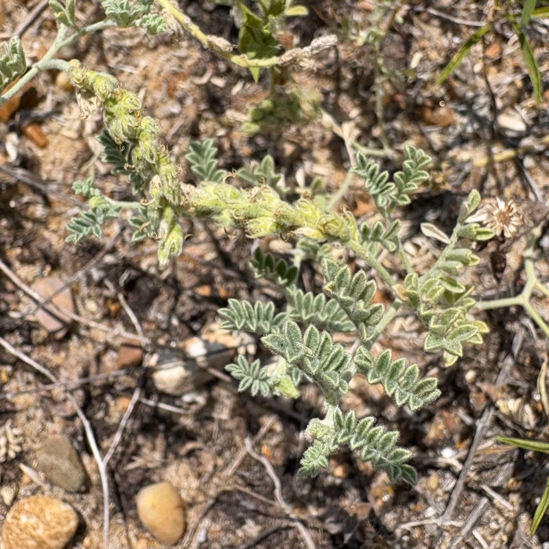Dalea lanata var. lanata