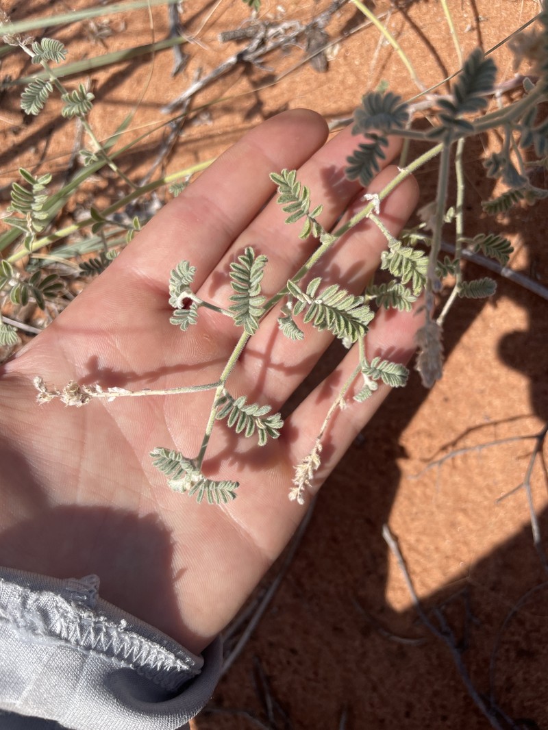 Dalea lanata var. lanata photo 2