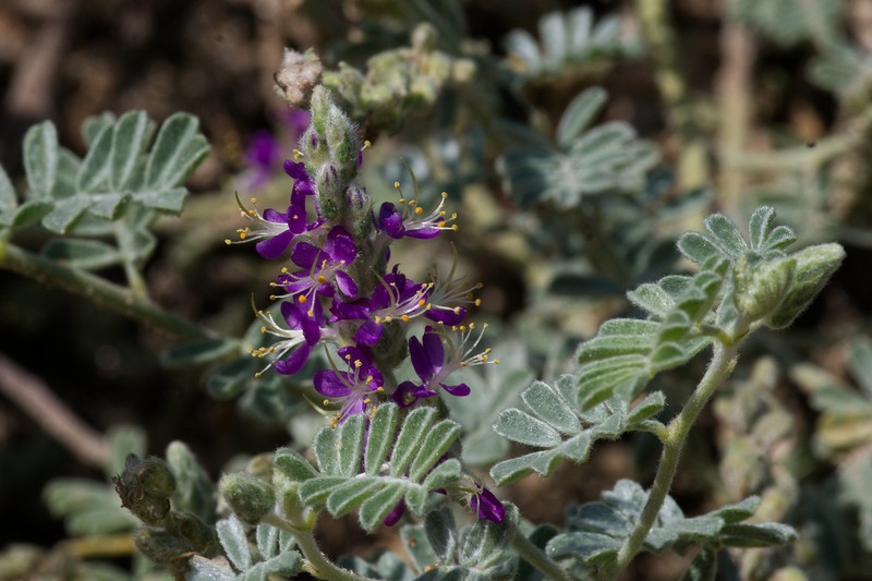Dalea lanata var. lanata photo 3