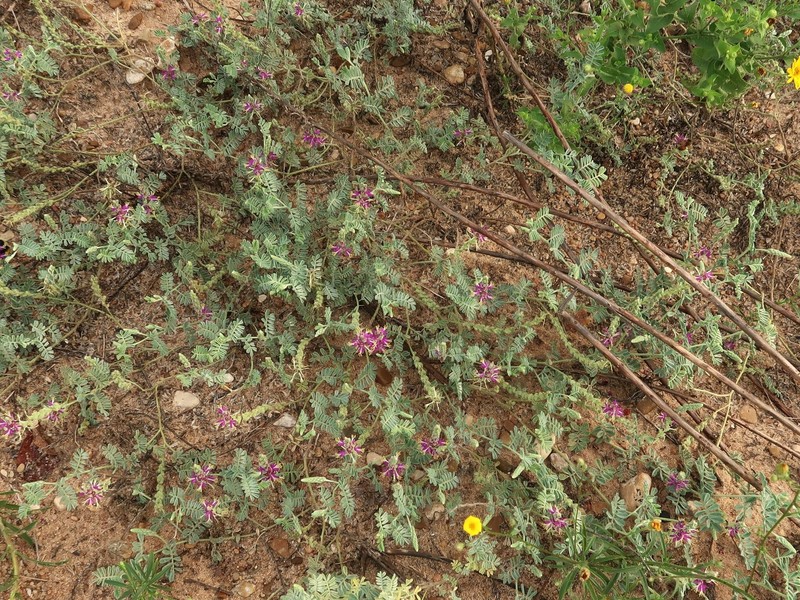 Dalea lanata var. lanata photo 4