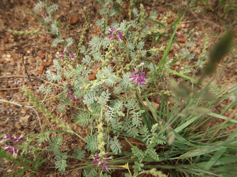 Dalea lanata var. lanata photo 5