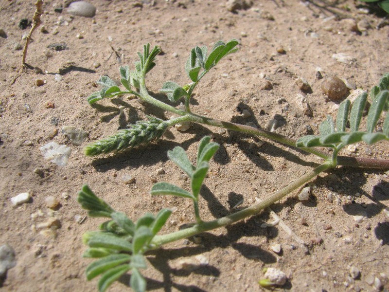 Dalea lanata var. lanata photo 6