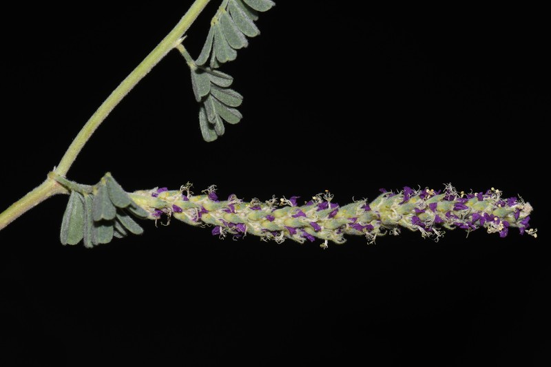 Dalea lanata var. lanata photo 7