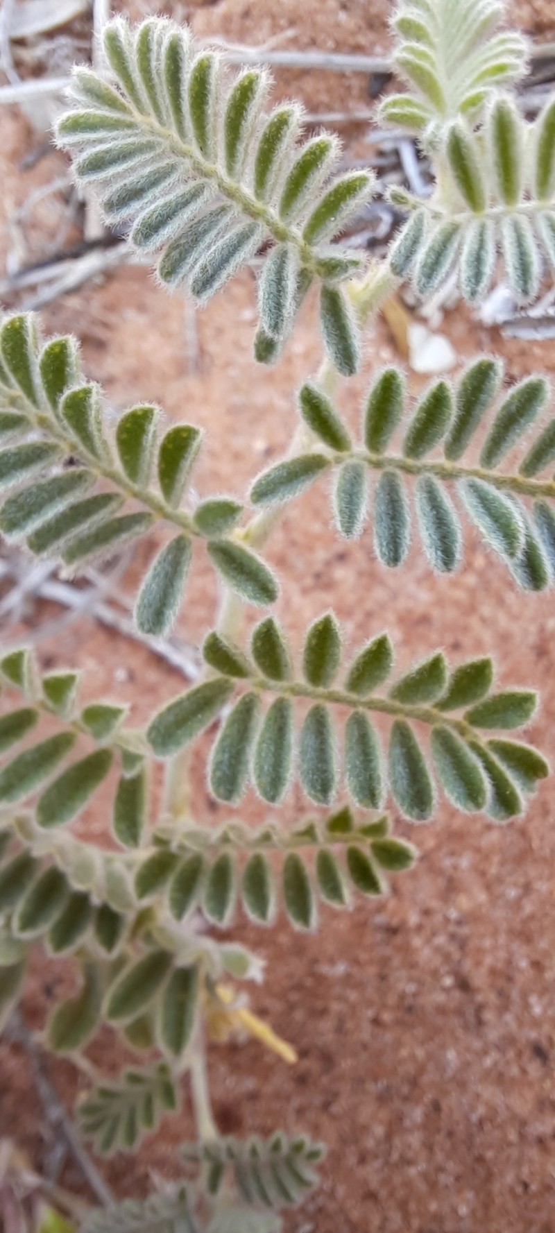 Dalea lanata var. lanata photo 8