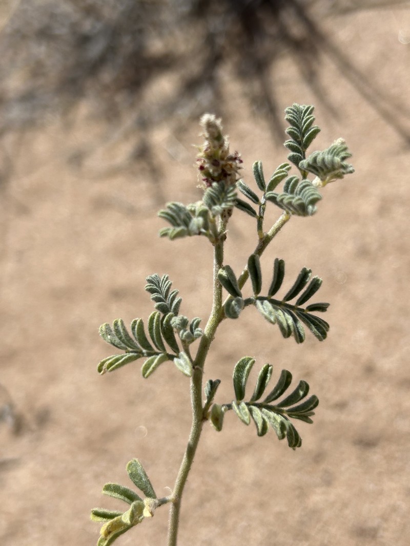 Dalea lanata var. terminalis