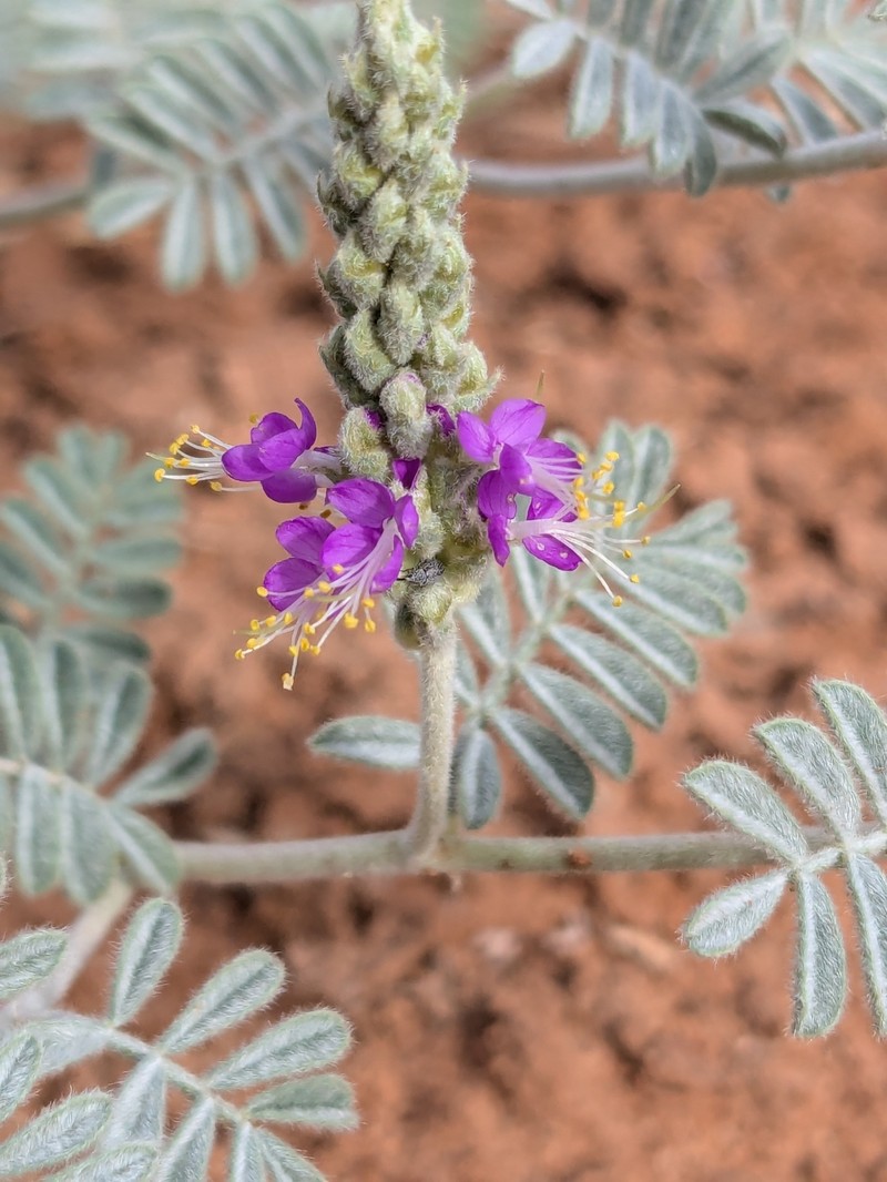 Dalea lanata var. terminalis photo 2