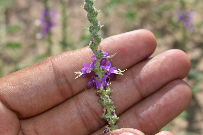 Dalea lanata var. terminalis photo 3