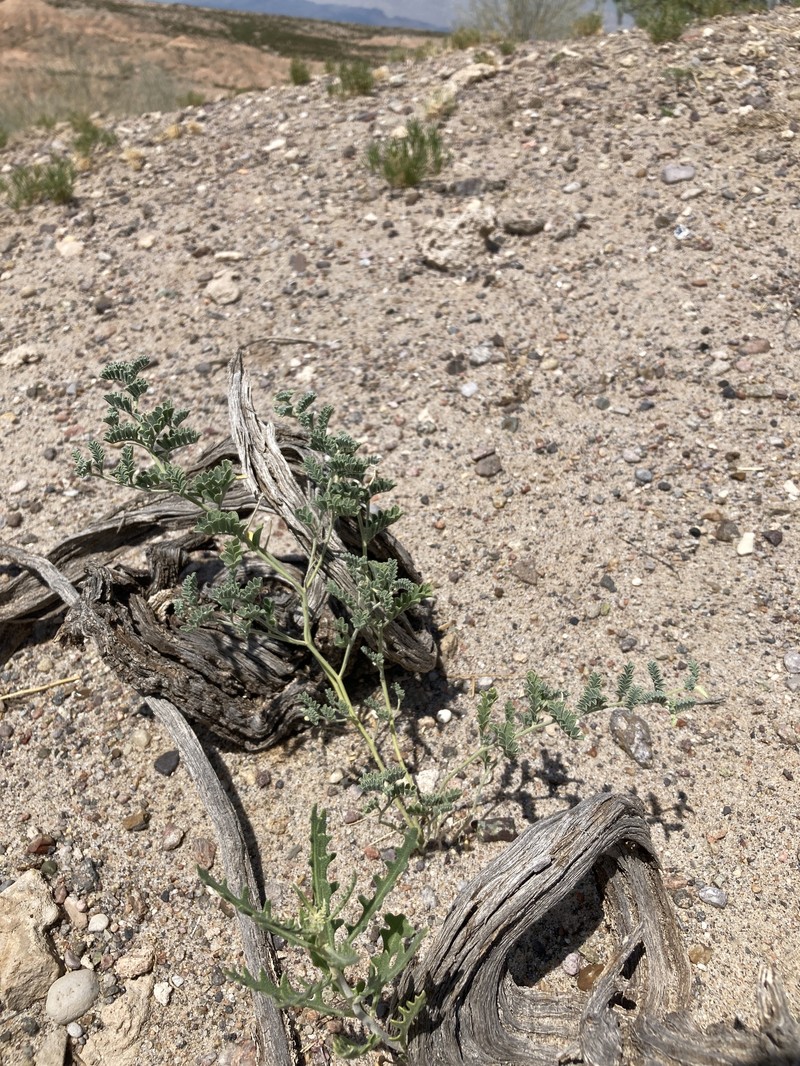 Dalea lanata var. terminalis photo 4