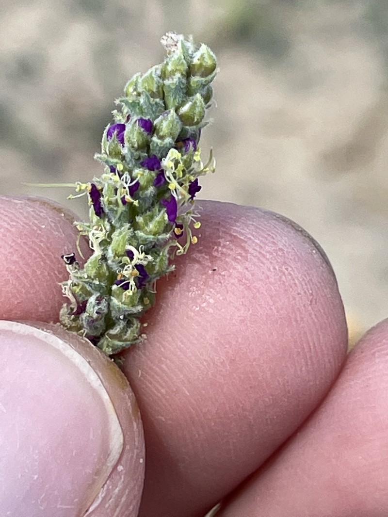 Dalea lanata var. terminalis photo 5
