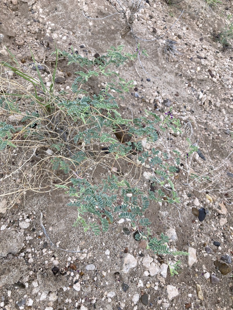 Dalea lanata var. terminalis photo 6