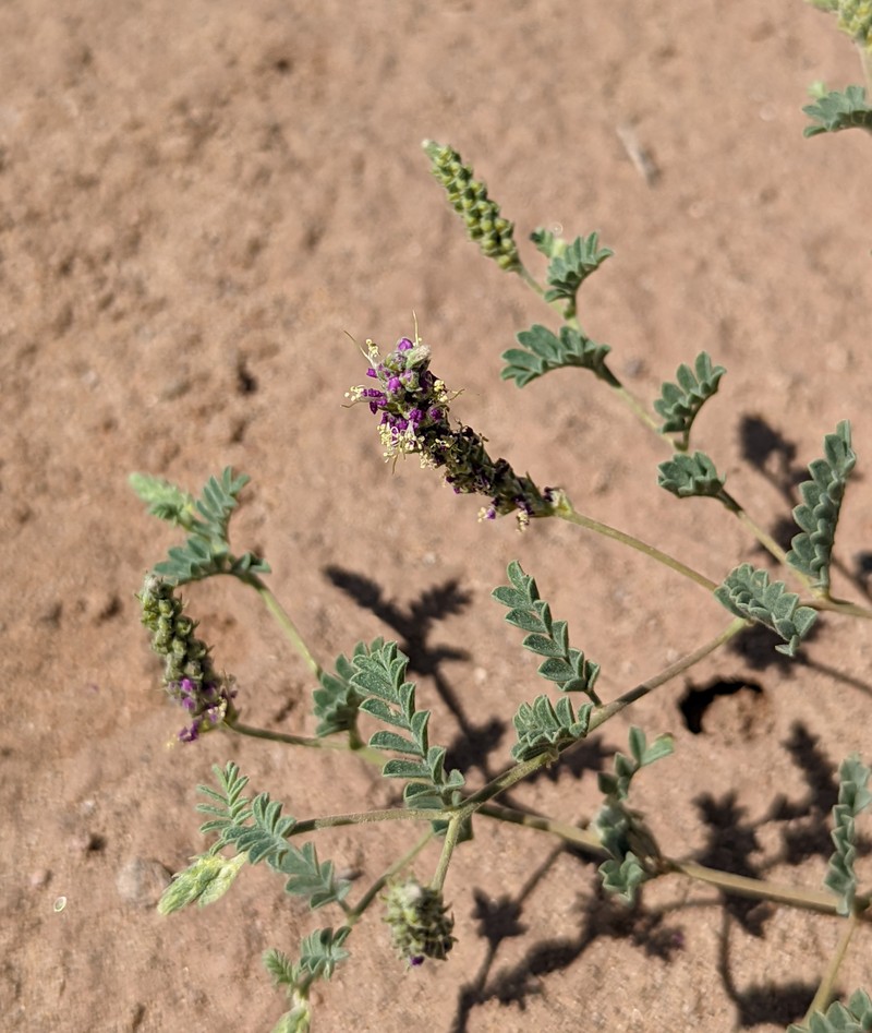 Dalea lanata var. terminalis photo 7