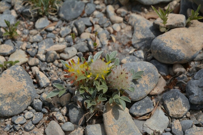 Woollyhead Prairie Clover