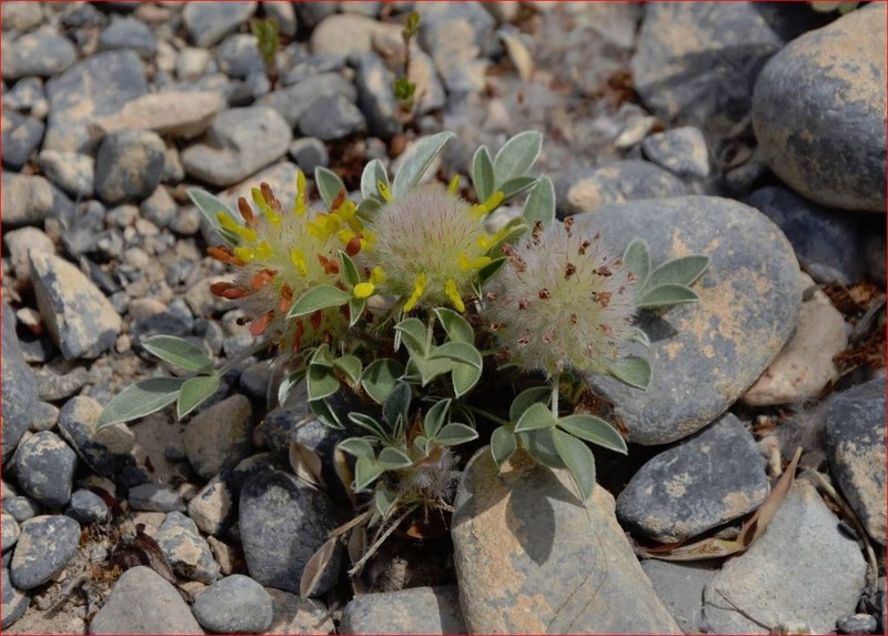 Woollyhead Prairie Clover photo 3