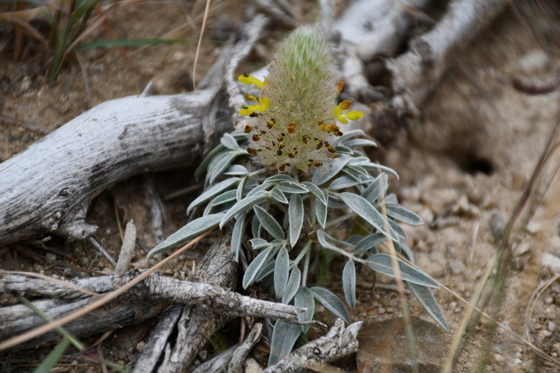 Woollyhead Prairie Clover photo 5