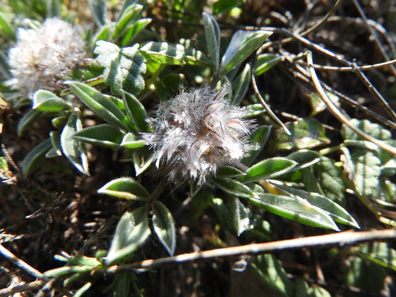 Woollyhead Prairie Clover photo 6