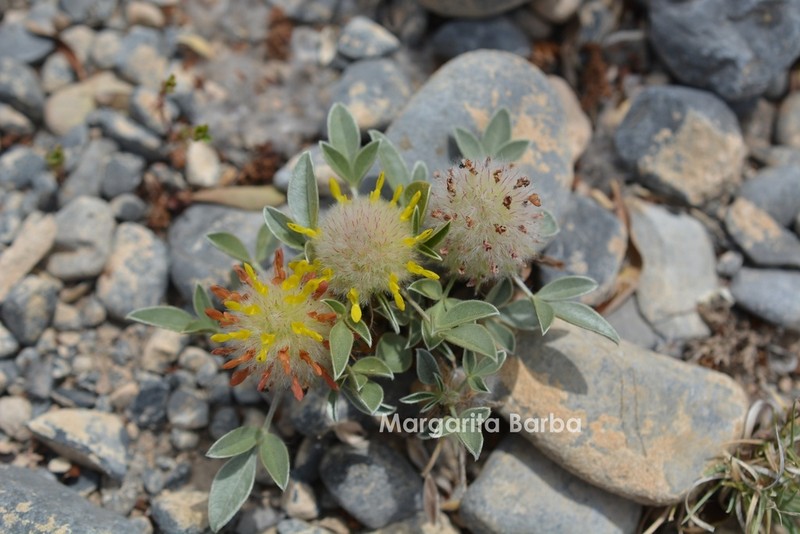 Woollyhead Prairie Clover photo 7