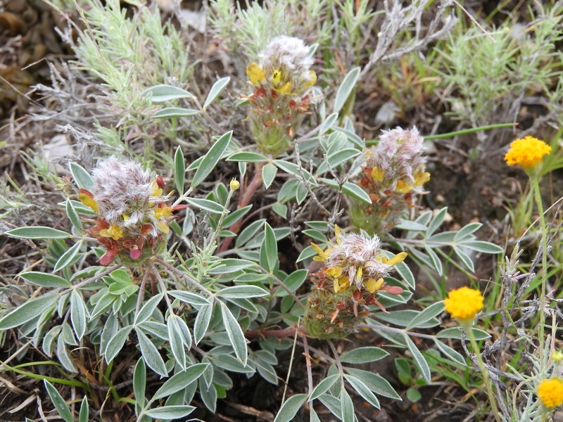 Woollyhead Prairie Clover photo 8