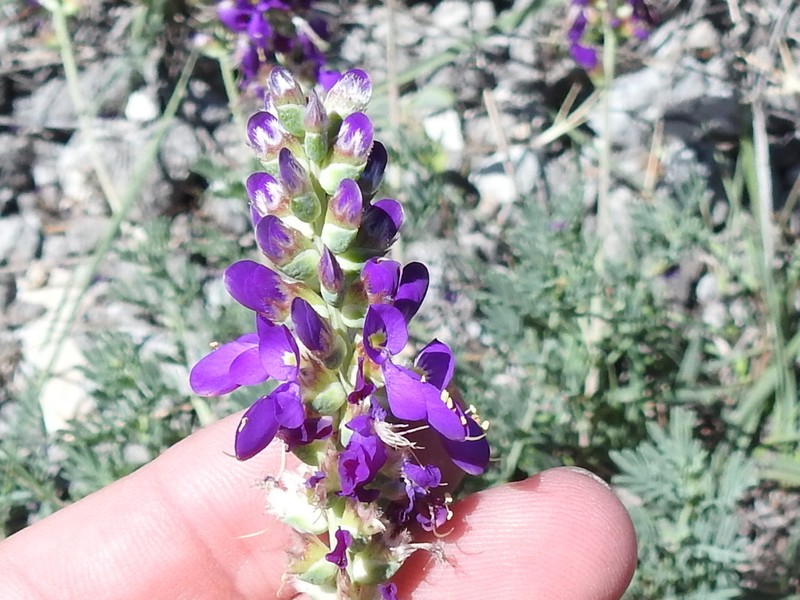 Purple Dalea